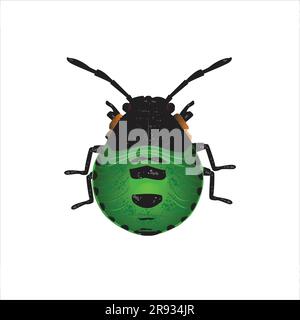 Life-Like Green Stink Bug Nymph, Chinavia Halaris Insect, Bug Stock Vector
