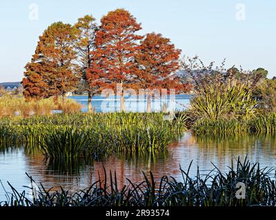 Ballarat Australia /  The Swan Pool at Lake Wendouree. The santuries and reedbeds around the lake provide a good refuge for the more than 150 species Stock Photo