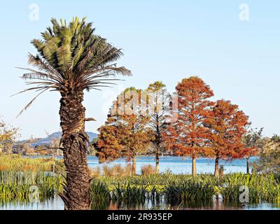 Ballarat Australia /  The Swan Pool at Lake Wendouree. The santuries and reedbeds around the lake provide a good refuge for the more than 150 species Stock Photo