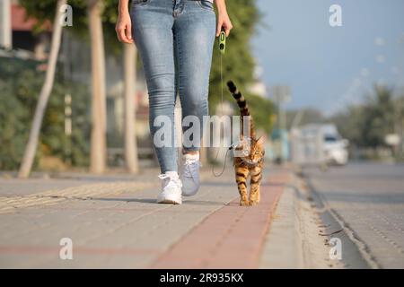 A Bengal cat on a leash walks next to a woman on the sidewalk. Walking with a domestic cat outdoors. Stock Photo