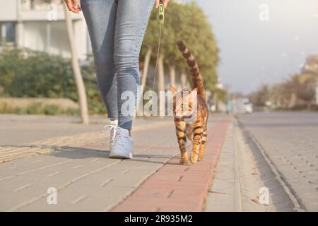 A Bengal cat on a leash walks next to a woman on the sidewalk. Walking with a domestic cat outdoors. Stock Photo