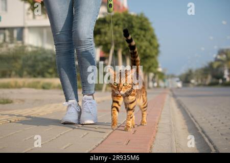 A Bengal cat on a leash walks next to a woman on the sidewalk. Walking with a domestic cat outdoors. Stock Photo