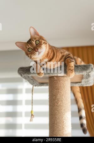 A domestic cat plays on the top of a scratching post. Furniture for cats. Selective focus. Stock Photo