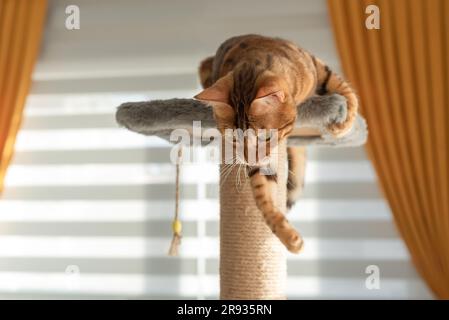 A domestic cat plays on the top of a scratching post. Furniture for cats. Selective focus. Stock Photo