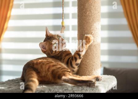 Bengal cat plays with a scratching post in the living room. Natural lighting. Stock Photo