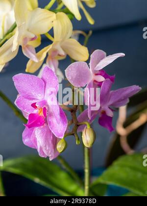 flowers, a stem of pastel Moth orchids of purple mauve and lemon yellow Stock Photo