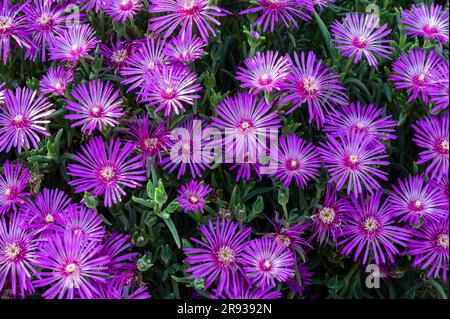 The mesembriantemo is a small succulent plant that forms compact or hanging bearings and, during flowering, covered with bright colors. Stock Photo