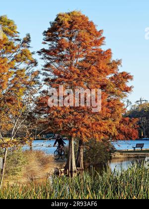 Ballarat Australia /  The Swan Pool at Lake Wendouree. The santuries and reedbeds around the lake provide a good refuge for the more than 150 species Stock Photo