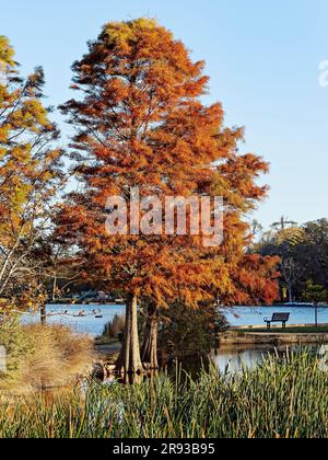 Ballarat Australia /  The Swan Pool at Lake Wendouree. The santuries and reedbeds around the lake provide a good refuge for the more than 150 species Stock Photo