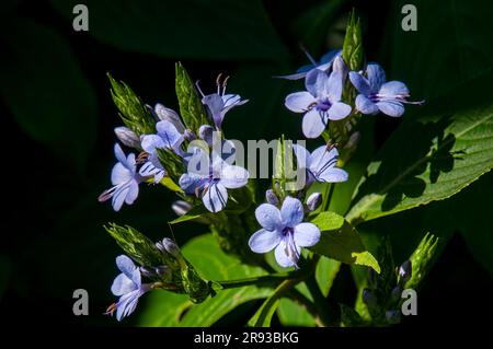Sydney Australia, flowering eranthemum pulchellum or blue sage, is native to the Himalayas, western China, India and Nepal Stock Photo