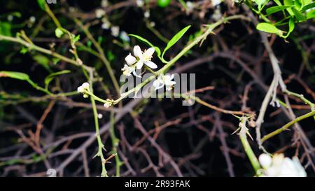 Black background with lemon flowers. Lemon flowers on the tree with blurred flowers background Stock Photo