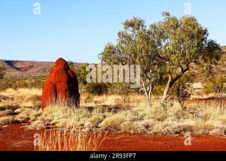 Termite mound made of red mud and Eucalyptus tree, Pilbara,  Western Australia