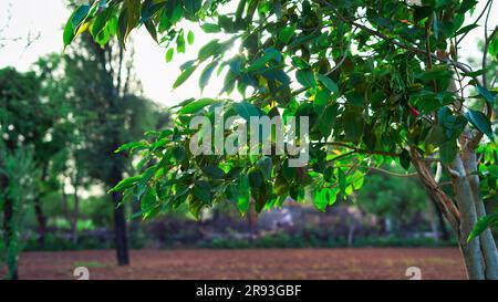 Exotic fresh leaves of Syzygium cumini called in India as Jamun tree. Stock Photo