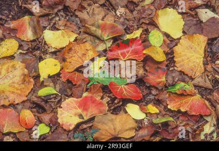 Multi-coloured autumn leaves lying on the ground. Stock Photo