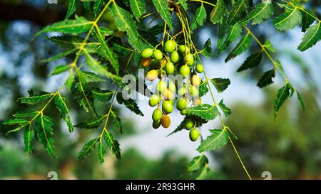 Fresh leaves of neem tree and fruits growing natural medicinal. Closed up fruits neem Stock Photo