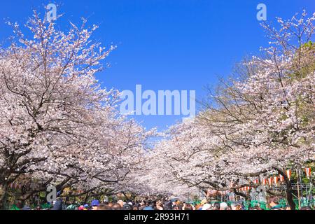 Cherry blossoms in Ueno Park Stock Photo