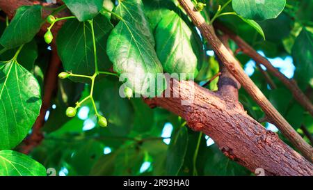 Cordia dichotoma plant with small yellow fruit, Cordia dichotoma is a small to moderate-sized deciduous tree with a short bole and spreading crown. Stock Photo