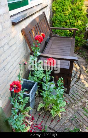 Scenic view of red poppy flowets beside a wooden bench Stock Photo