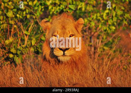 A massive male lion and a lioness spotted resting on the side of a road in the Kruger National Park in preparation for a hunt at dusk Stock Photo