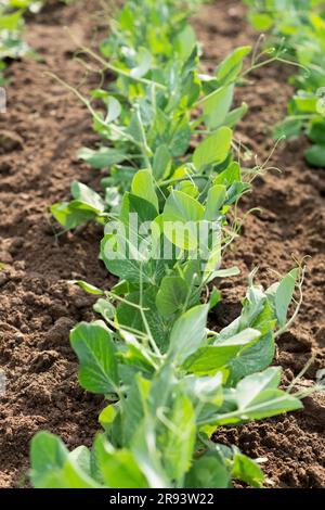 Garden bed with young sprout of sweet green peas. Gardening. Cultivation organic food. Stock Photo