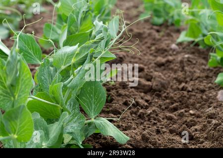 Young green pea in the garden bed. Production organic food. Gardening, agriculture. Stock Photo