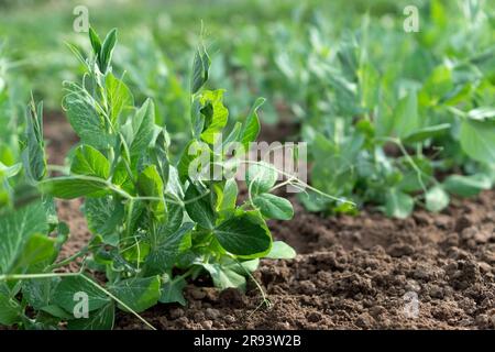 Young sweet green pea sprouts growing in a soil in a vegetable garden. Close up. Concept of growing own vegetables. Gardening. Stock Photo