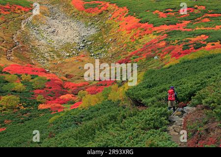 Autumn leaves and climbers of Mt Stock Photo - Alamy