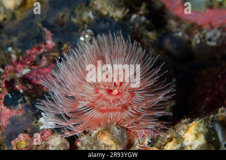 Magnificent Tube Worm, Protula magnifica, Batu Nitti Dive Site, Tulamben, Karangasem Regency, Bali, Indonesia Stock Photo