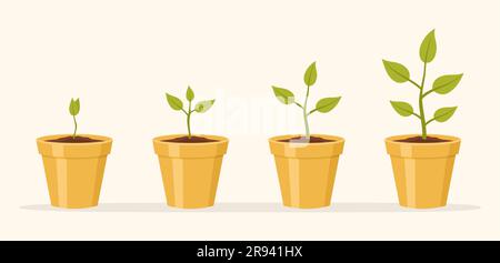 Plants in yellow ceramic pots. Infographics of plant growth phases. Flat vector illustration Stock Vector