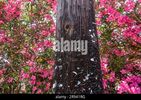 Remaining staples on a utility pole after notices have been removed against a bright pink shrub Stock Photo