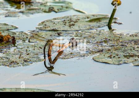 Dragon Fly on a flower of the yellow water-lilly with reflection on the water surface, taken in Linden, Hessia, Germany Stock Photo