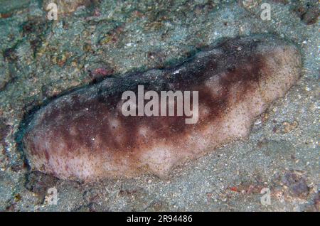 Blotched Sea Cucumber, Holothuria fuscogilva, classified as Vulnerable on IUCN Red List, Jepun dive site, Candidasa, Bali, Indonesia Stock Photo