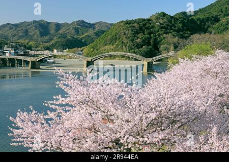 Kintai-bashi bridge and cherry blossoms Stock Photo