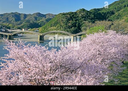 Kintai-bashi bridge and cherry blossoms Stock Photo