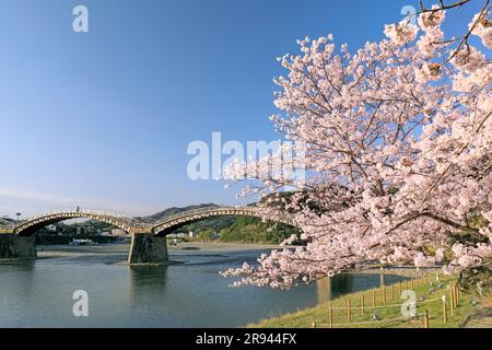 Kintai-bashi bridge and cherry blossoms Stock Photo