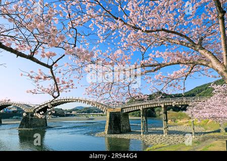 Kintai-bashi bridge and cherry blossoms Stock Photo