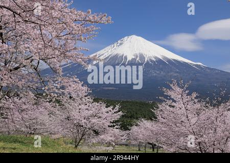 Mt. Fuji and Cherry Blossoms Stock Photo