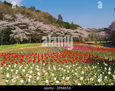 Hamamatsu flower park cherry blossoms and tulips Stock Photo