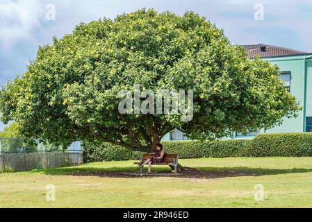 Detail of a large mature Sea Hibiscus (Hibiscus tiliaceus) Malvaceas at Raleigh Reserve in the Sydney coastal suburb of Dover Heights, NSW, Australia Stock Photo