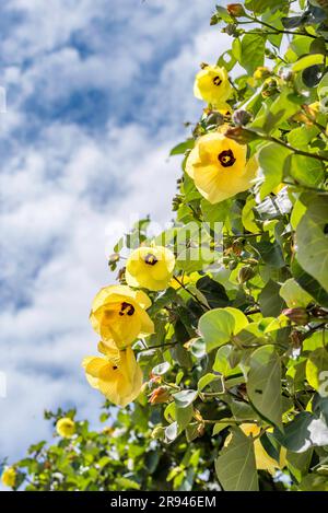 Detail of a large mature Sea Hibiscus (Hibiscus tiliaceus) Malvaceas at Raleigh Reserve in the Sydney coastal suburb of Dover Heights, NSW, Australia Stock Photo