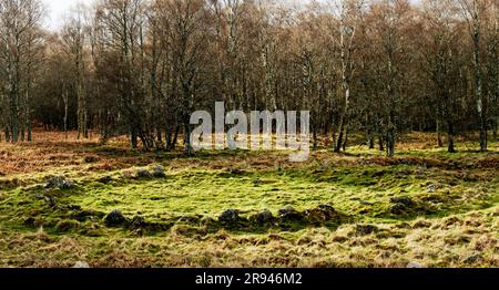 New Kinord prehistoric Iron Age settlement, house circle 2000 to 2500 years old. Between Loch Kinord and Loch Davan, Grampian, Scotland Stock Photo