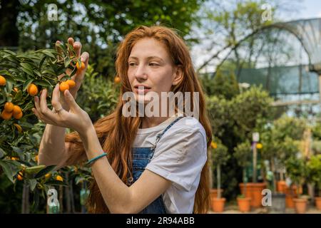 Front view shot of beautiful ginger girl picking small tangerine from a tree Stock Photo