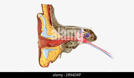 An Outer Ear Infection, Also Called Otitis Externa 3D Rendering Stock ...