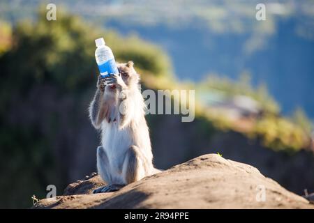 Monkey with a bottle in its paws on the mountain Stock Photo