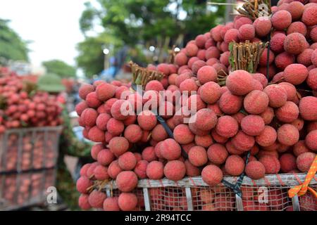 Litchi trees and lychee harvest season in Bac Giang province, Vietnam Stock Photo
