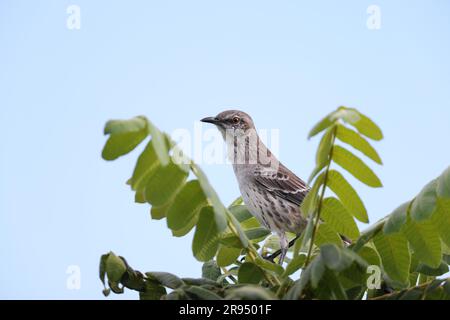 Northern mockingbird (Mimus polyglottos orpheus) in Jamaica Stock Photo