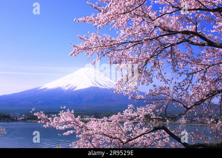 Cherry blossoms, snowy Mt. Fuji and Lake Kawaguchi Stock Photo