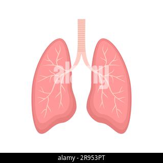 Human lungs isolated on white background. Flat vector illustration Stock Vector