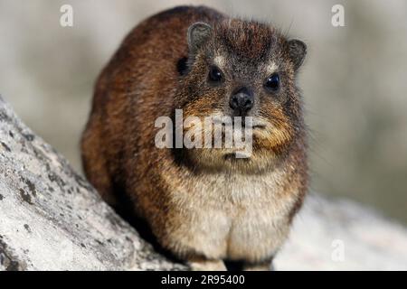 Rock hyrax standing on granite boulder on Table Mountain's summit. Stock Photo