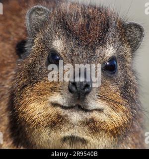 Rock hyrax standing on granite boulder on Table Mountain's summit. Stock Photo